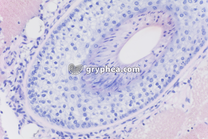 Peau avec glandes sébacées x100 - gryphea.org